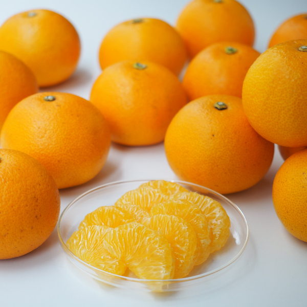 [産直便]木熟はっさく【ご注文締切:2026年3月4日】