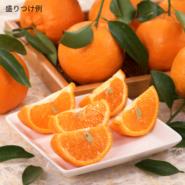 [産直便]木熟ポンカン【ご注文締切:2026年1月8日】